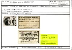 Karteikarte zum Holotyp von Robulina oculus Stache, 1864